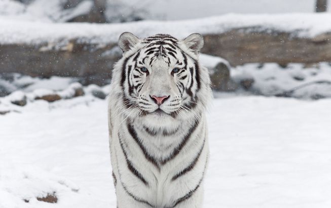 Un tigre blanco en un fondo nevado