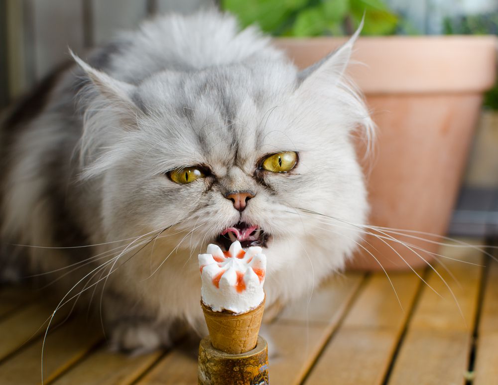 gato comiendo helado de lujo