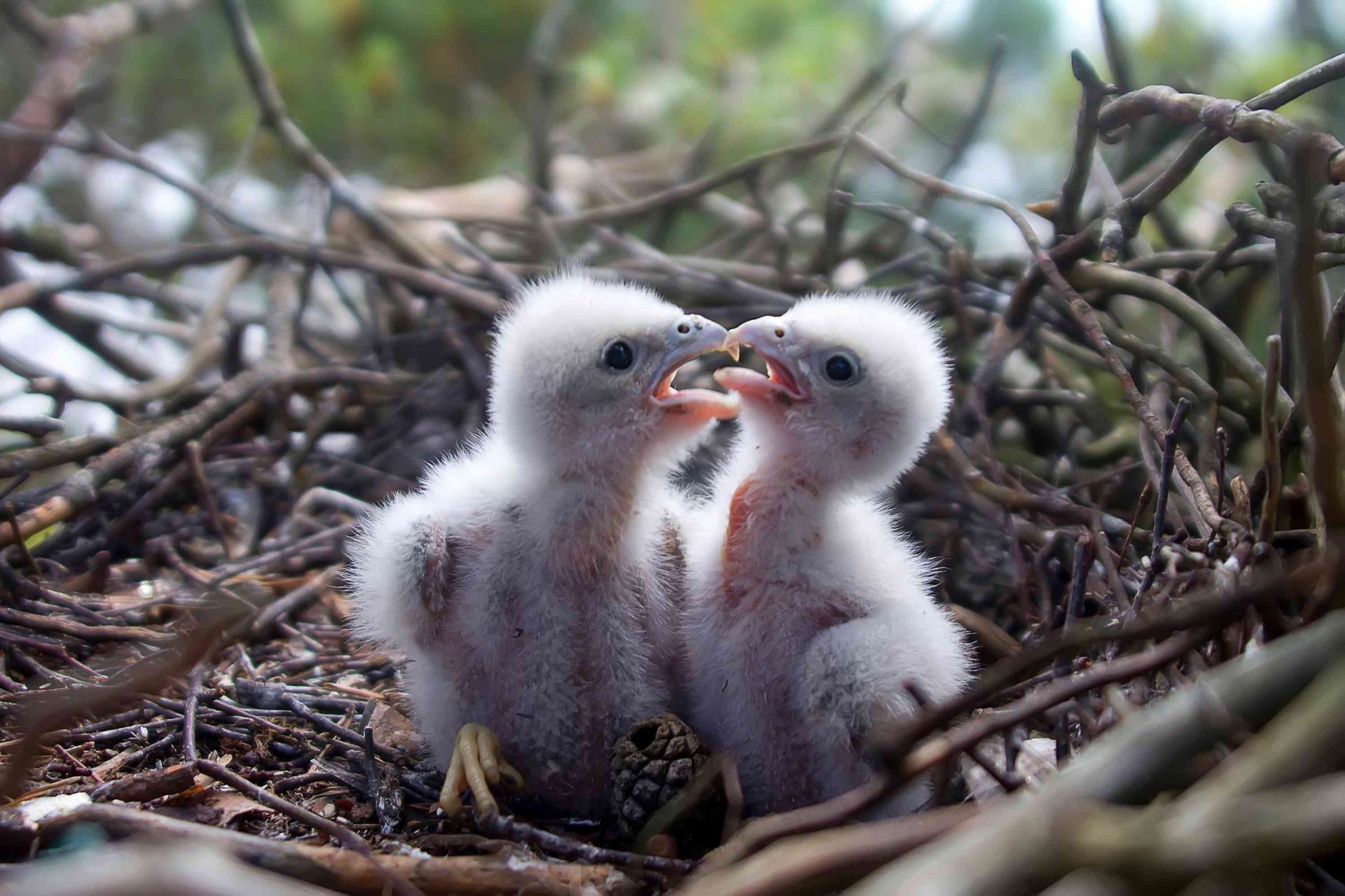 2 polluelos de halcón en un nido