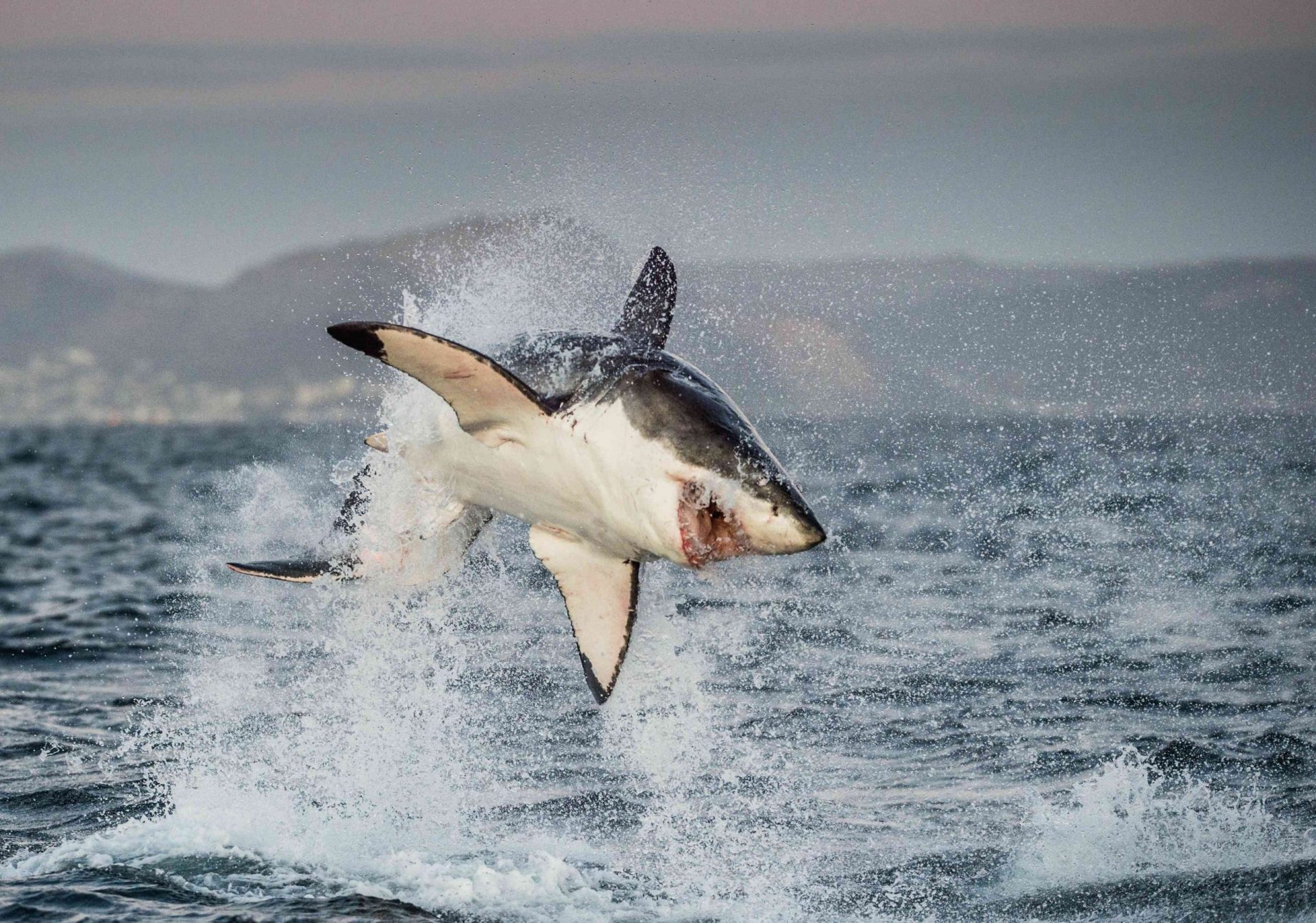 gran tiburón blanco saltando fuera del agua