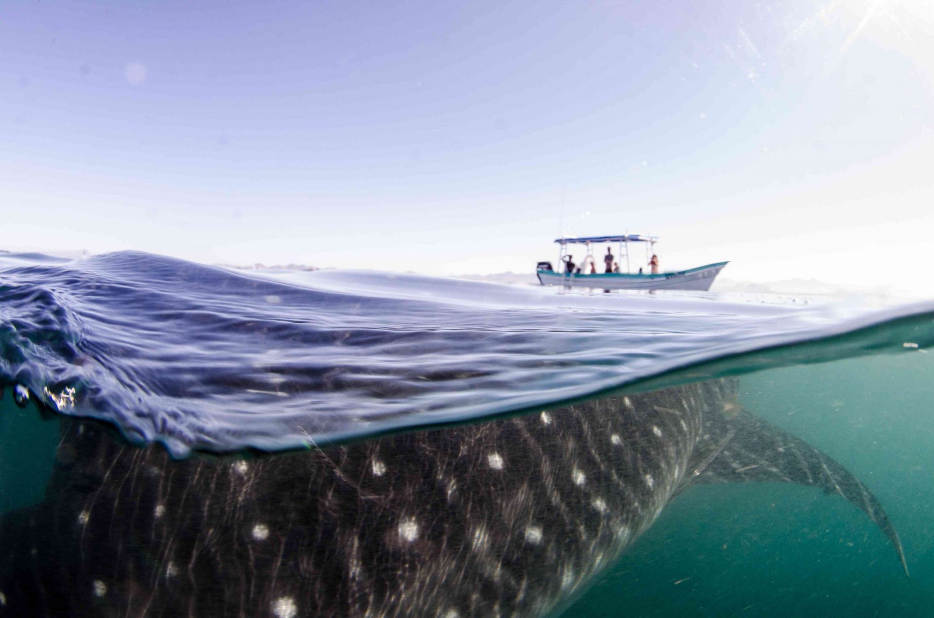 turismo del tiburón ballena