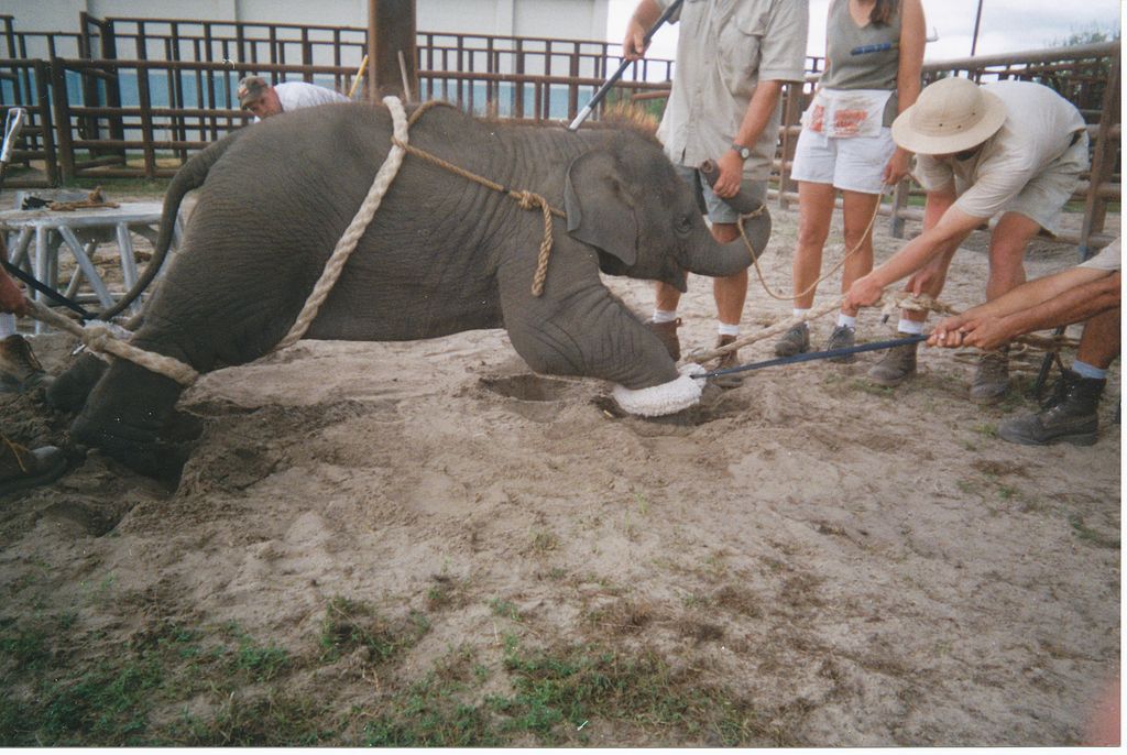 baby circus elephant