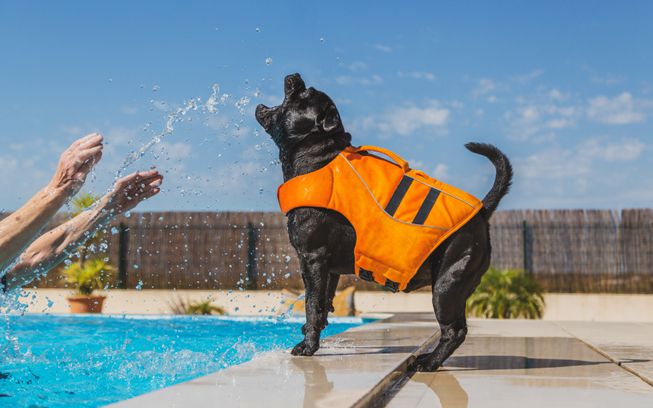 Un perro lleva un chaleco salvavidas mientras muerde las salpicaduras de agua