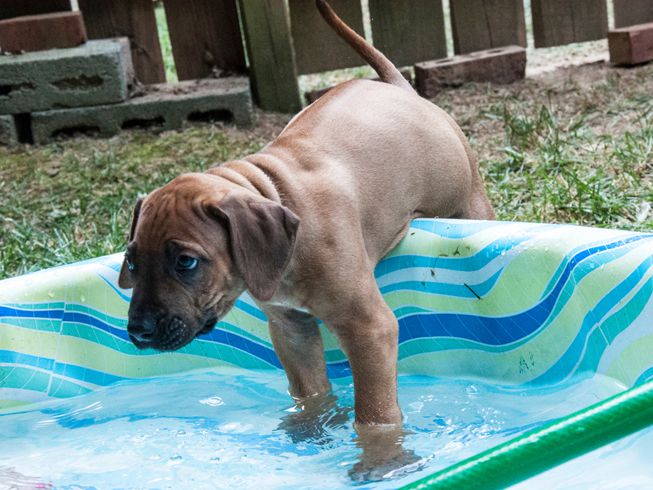 Un perro se mete en una pequeña piscina para niños