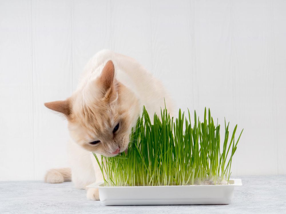 gato mordisqueando verduras del gatito