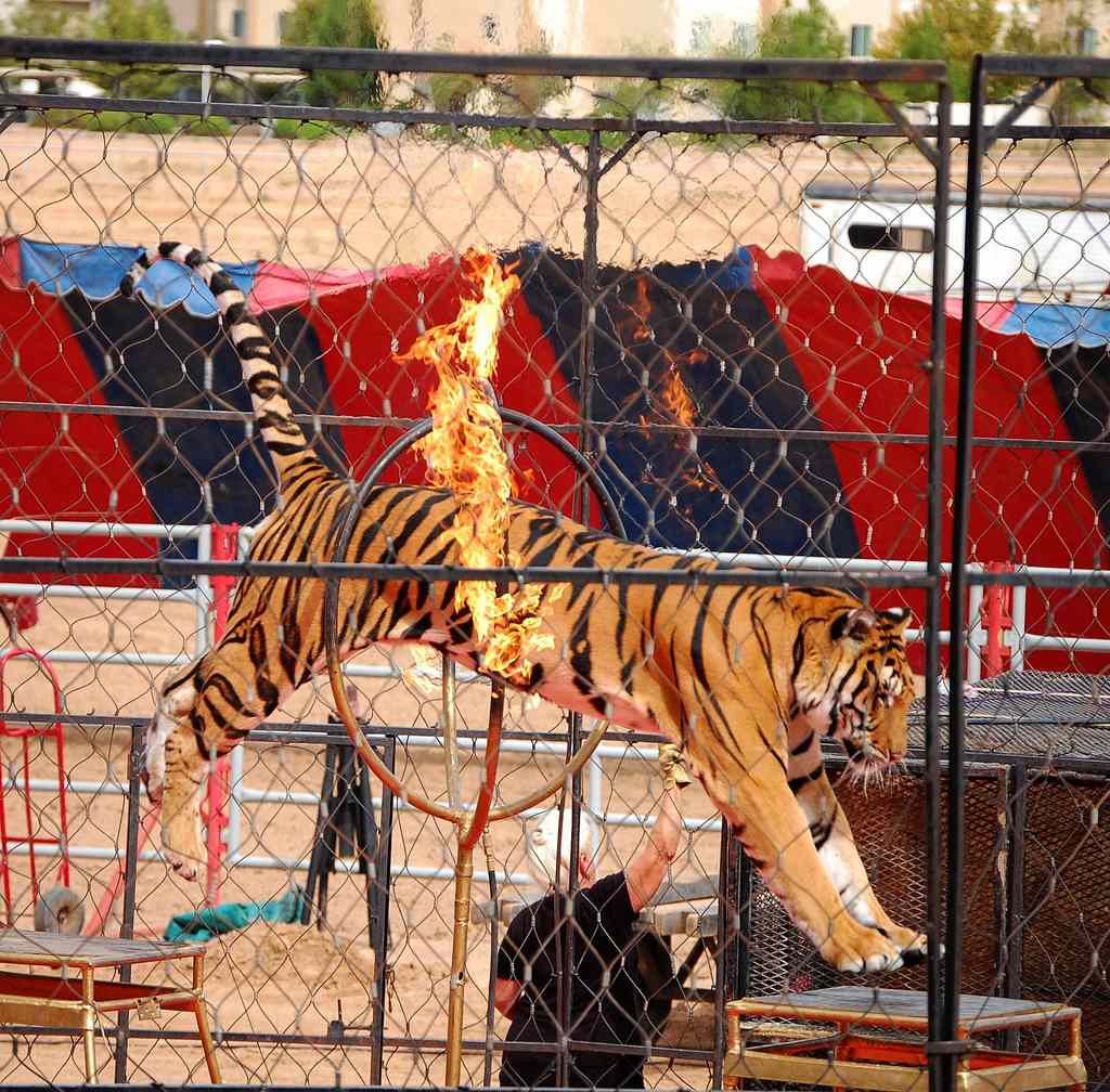 el tigre del circo salta a través del fuego