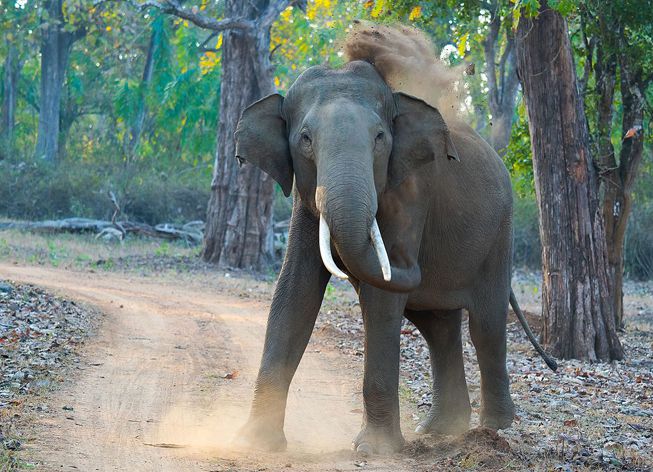 Un elefante asiático lanza tierra y barro con su trompa