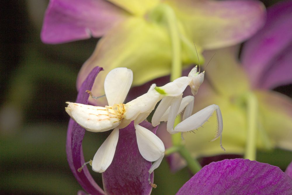 insecto blanco que parece una flor de orquídea blanca