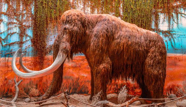 Recreación de un mamut lanudo en un museo de la República Checa