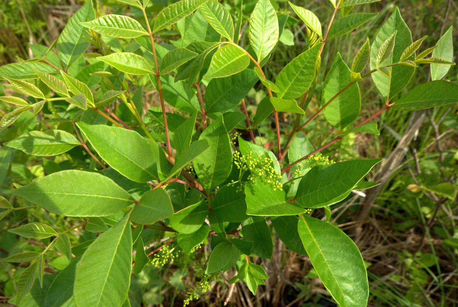 Toxicodendron vernix, zumaque venenoso