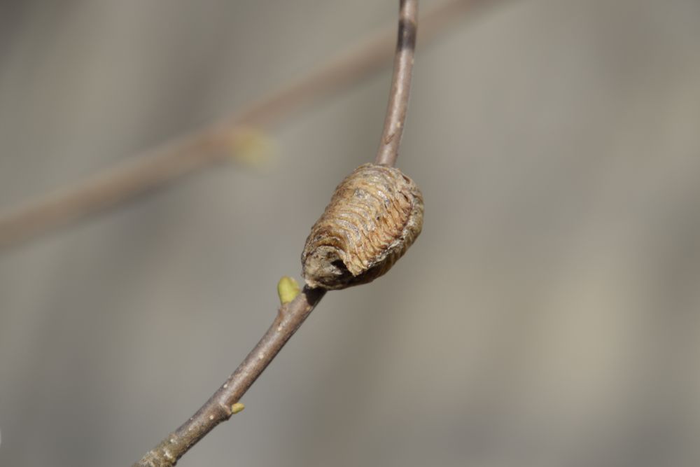 Ootheca mantis en las ramas de un árbol