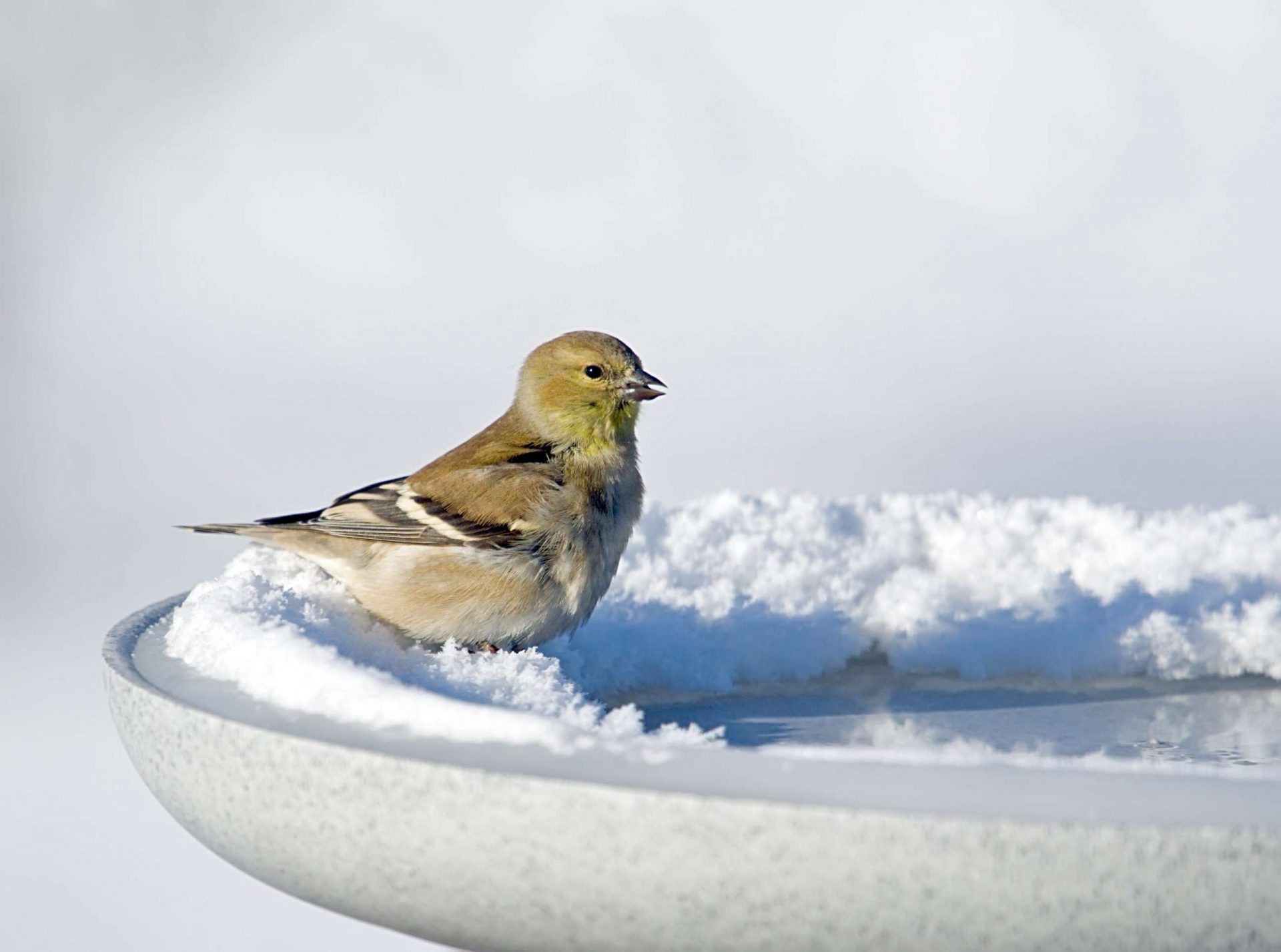 Jilguero americano en un baño de pájaros calentado en invierno