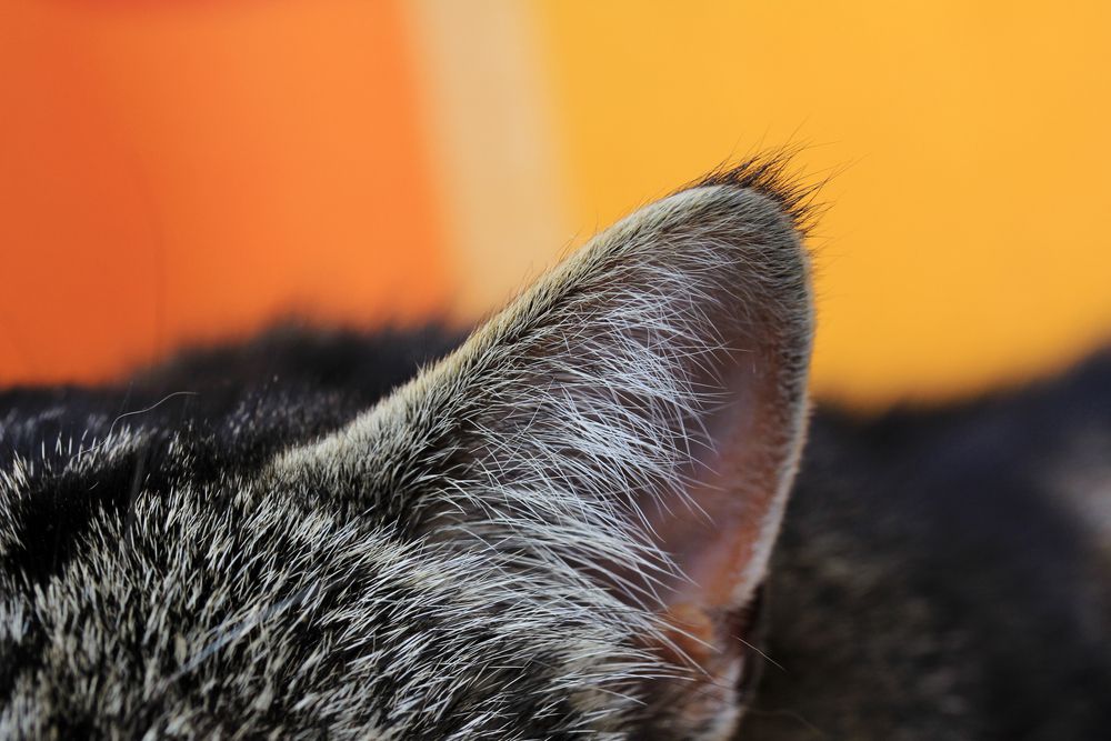 oreja de gato de cerca
