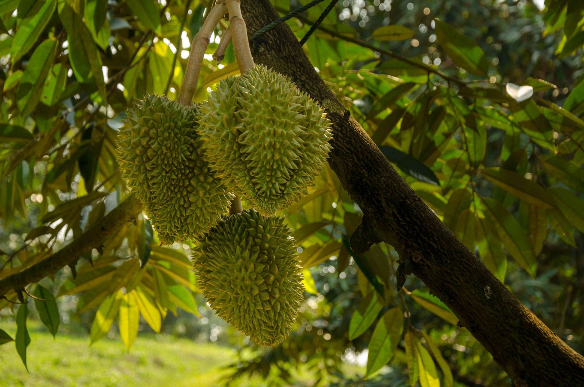 durians growing from a tree in Thailand