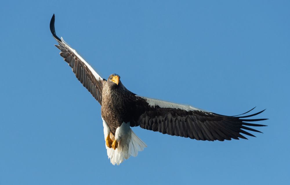 águila marina de Steller en vuelo