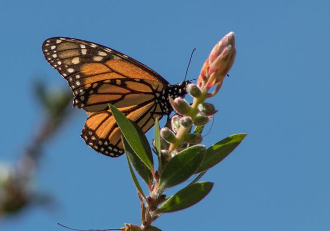 Una mariposa monarca migratoria se posa en la rama de una planta
