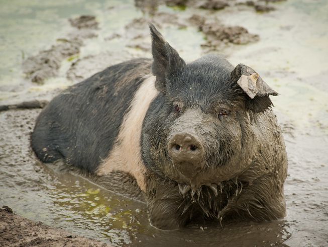 Un cerdo de pie en un charco de barro, goteando barro