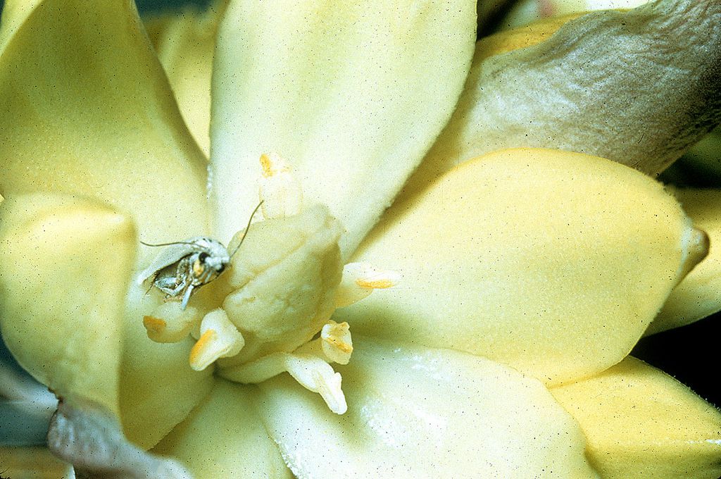 Una polilla de la yuca dentro de la flor de un árbol de Josué
