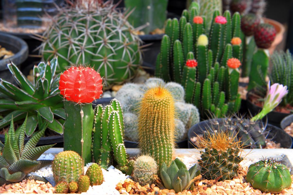 Cactus en el interior