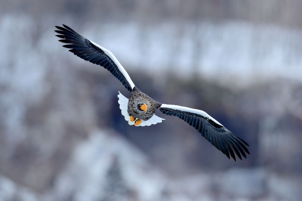 Águila volando en el bosque en invierno
