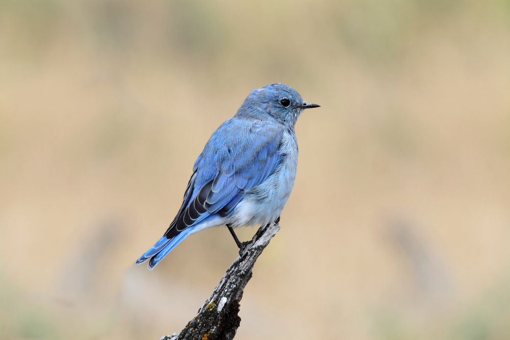 Pájaro azul de montaña macho en el Parque Nacional de Yellowstone