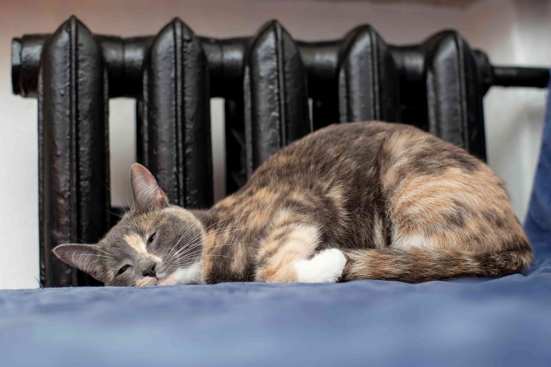 Un gato acurrucado frente a un radiador