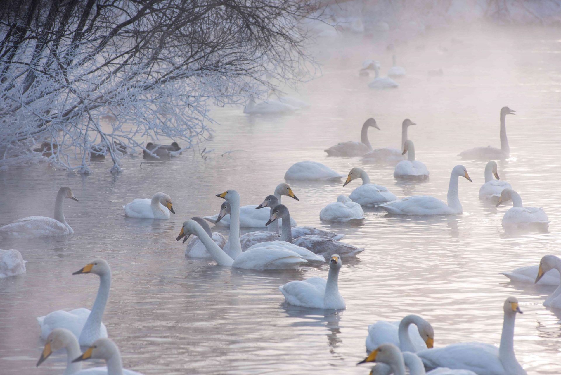 Cisnes nadando en un lago en invierno