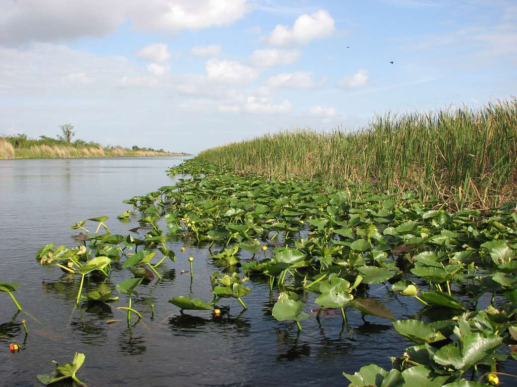 Los Everglades en un día parcialmente nublado mientras las plantas crecen a través del agua a lo largo de una orilla pantanosa