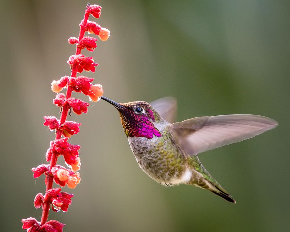 Un colibrí de Anna bebe néctar de un