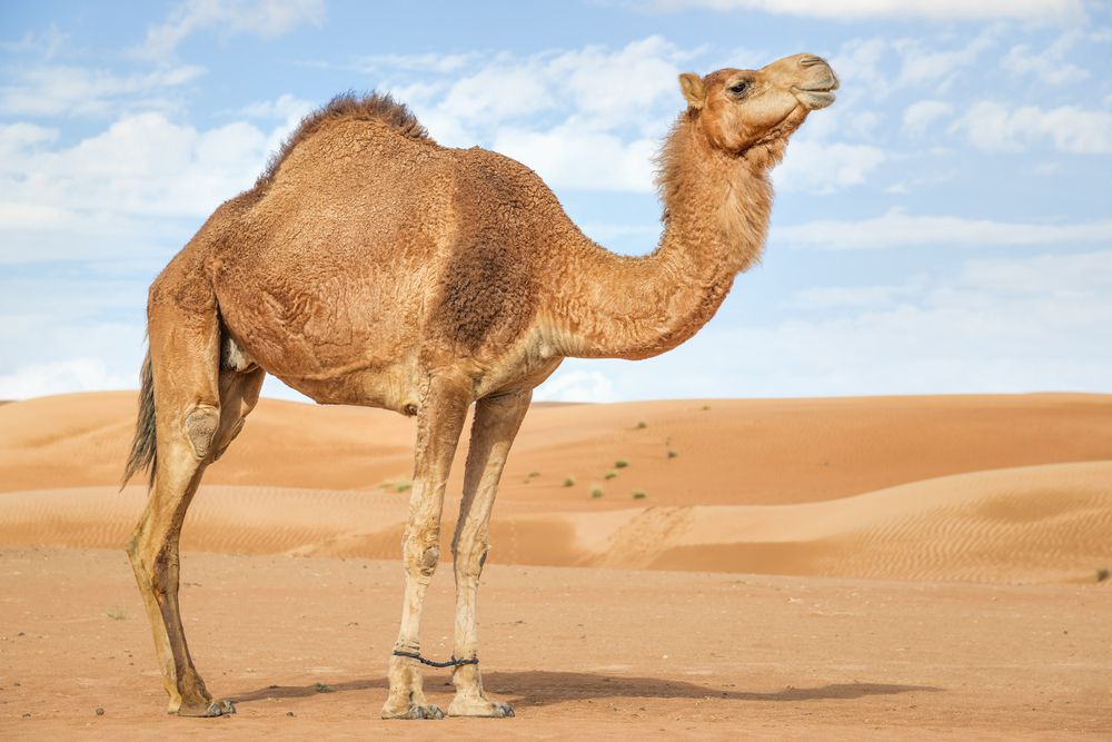 el camello dromedario está solo en las arenas del desierto contra un cielo azul con nubes