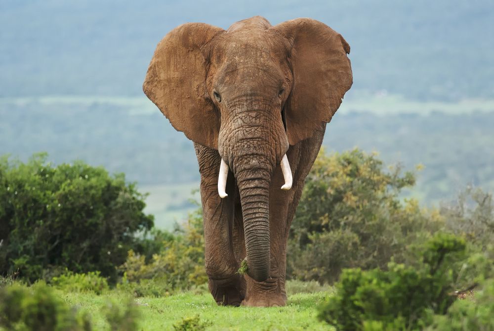 elefante con colmillos caminando por la sabana africana