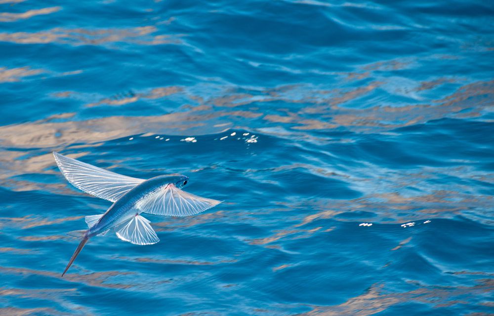 Peces voladores sobre el océano