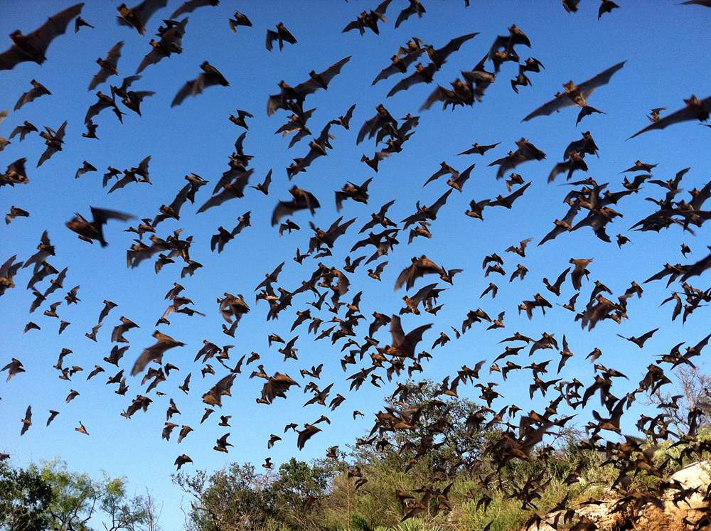 Una bandada de murciélagos mexicanos de cola libre