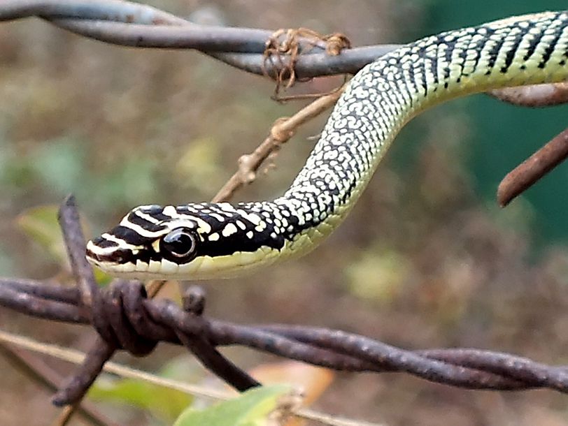 Serpiente voladora