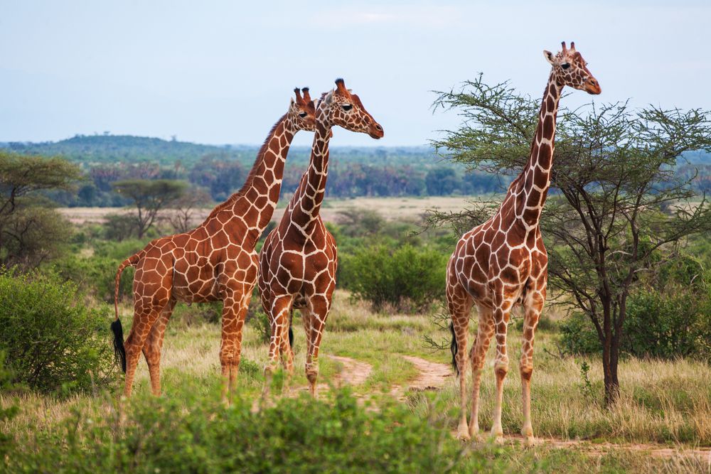 grupo de tres jirafas contemplando la sabana africana