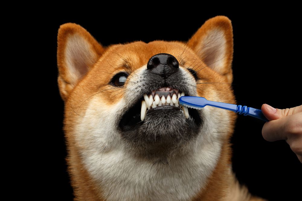 perro cepillándose los dientes