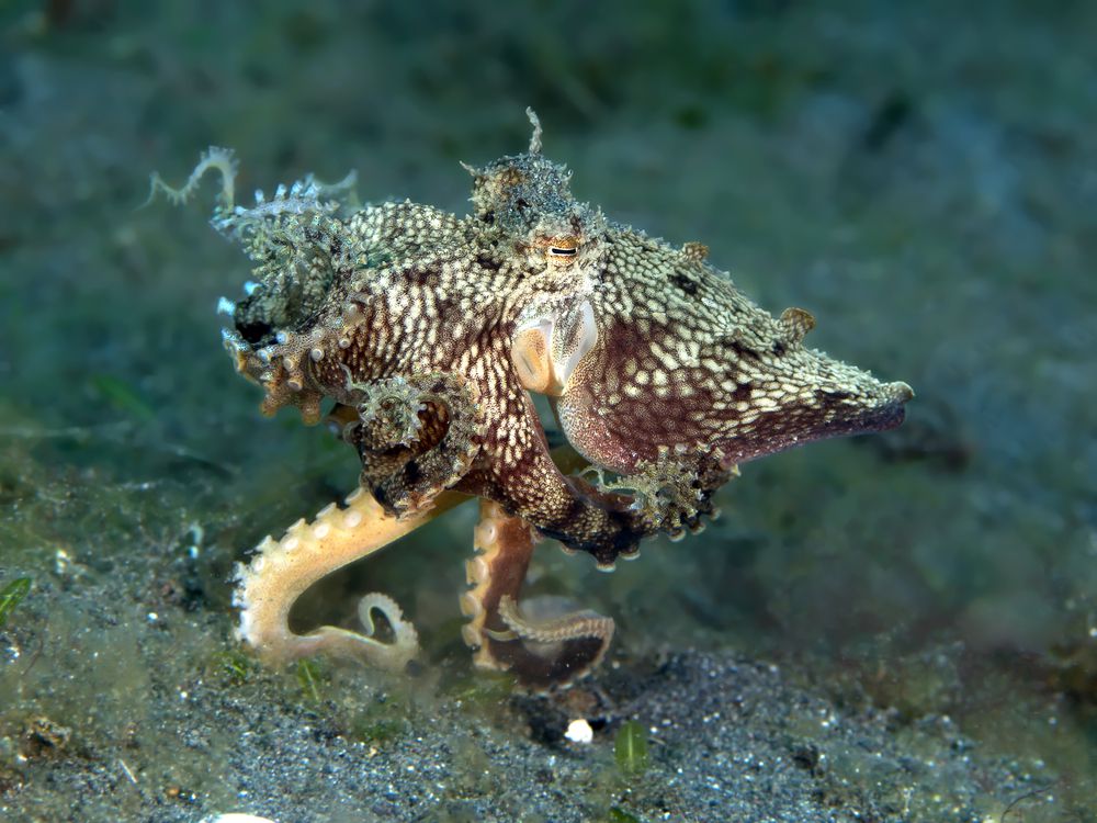 Pulpo imitador ajustando sus tentáculos para parecerse a otro animal marino