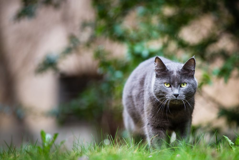 Gato gris en el exterior sobre un césped verde