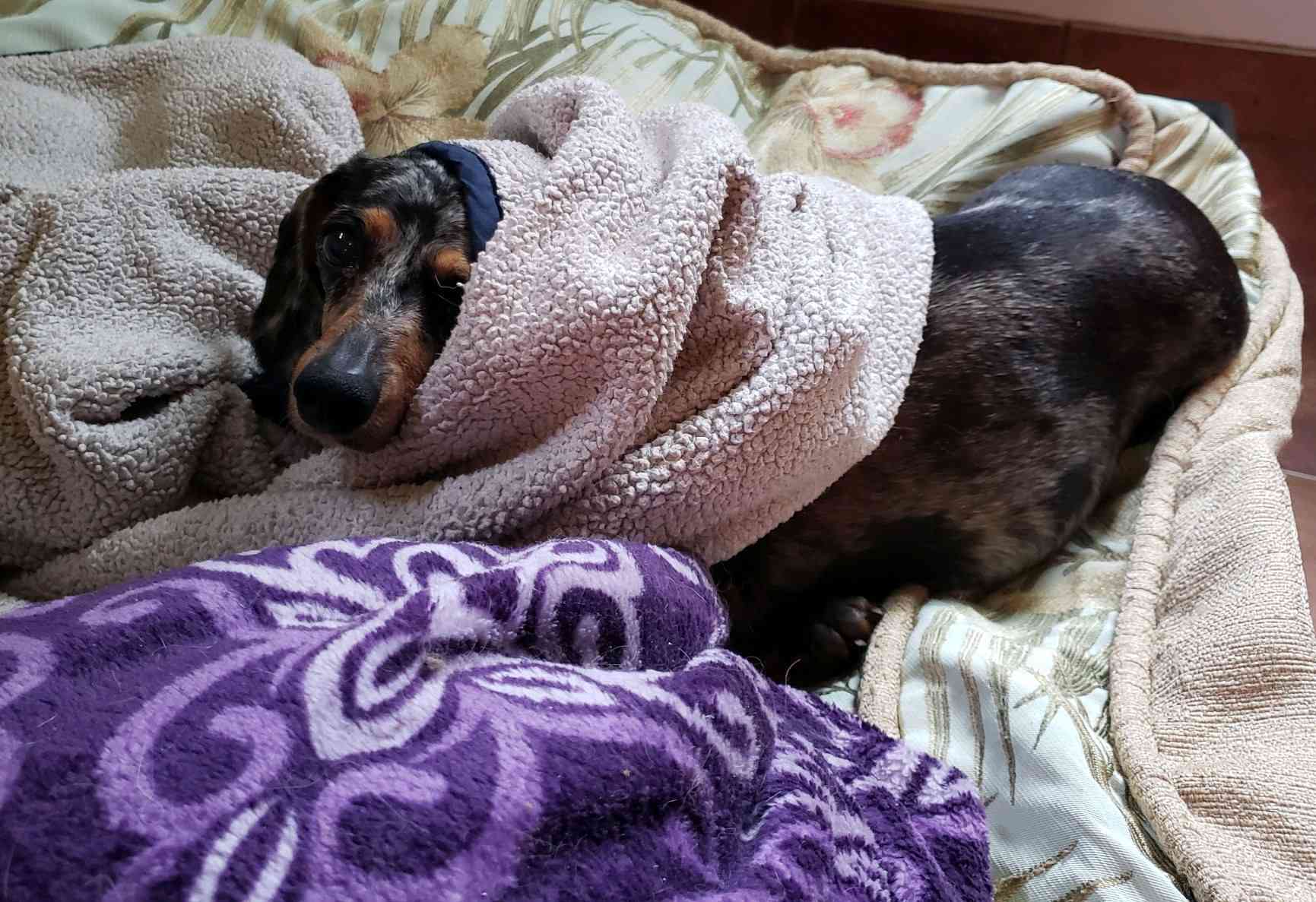 La perra anciana Portia se prepara para una siesta