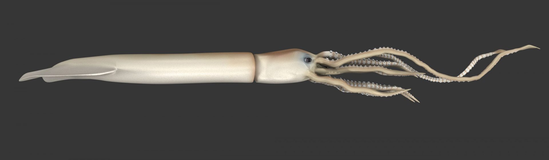 Un perfil del calamar gigante