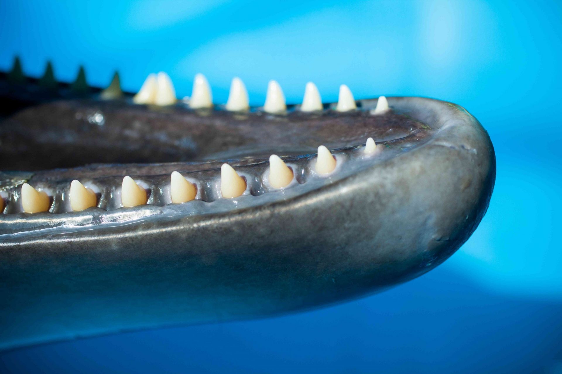 primer plano de los pequeños dientes puntiagudos del delfín