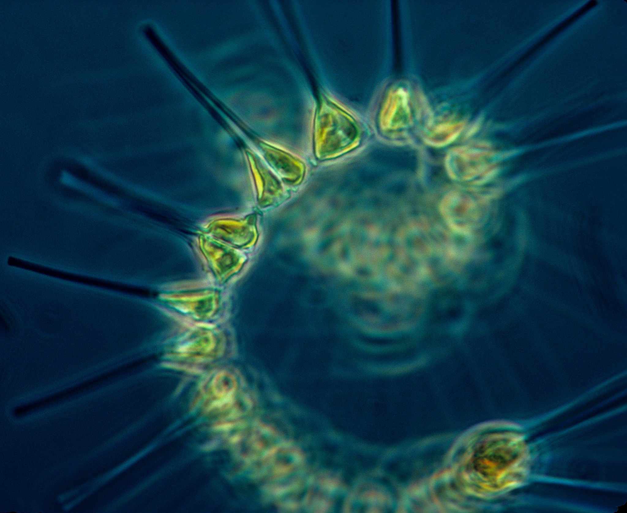 El fitoplancton es la base de la cadena alimentaria oceánica
