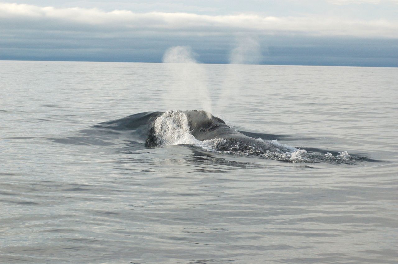 Ballena franca del Pacífico Norte saliendo a la superficie para respirar