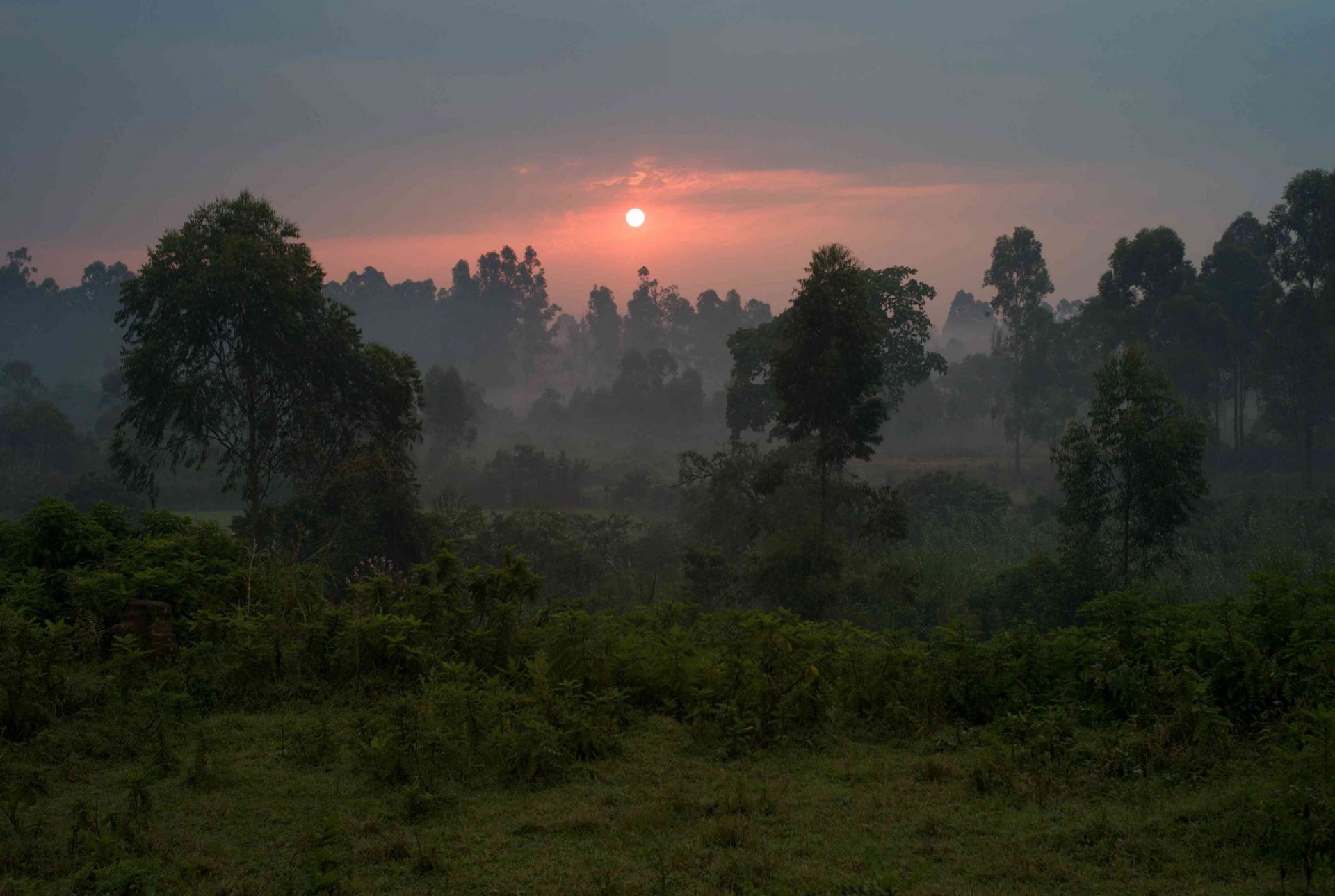 Bosque Impenetrable de Bwindi, Uganda