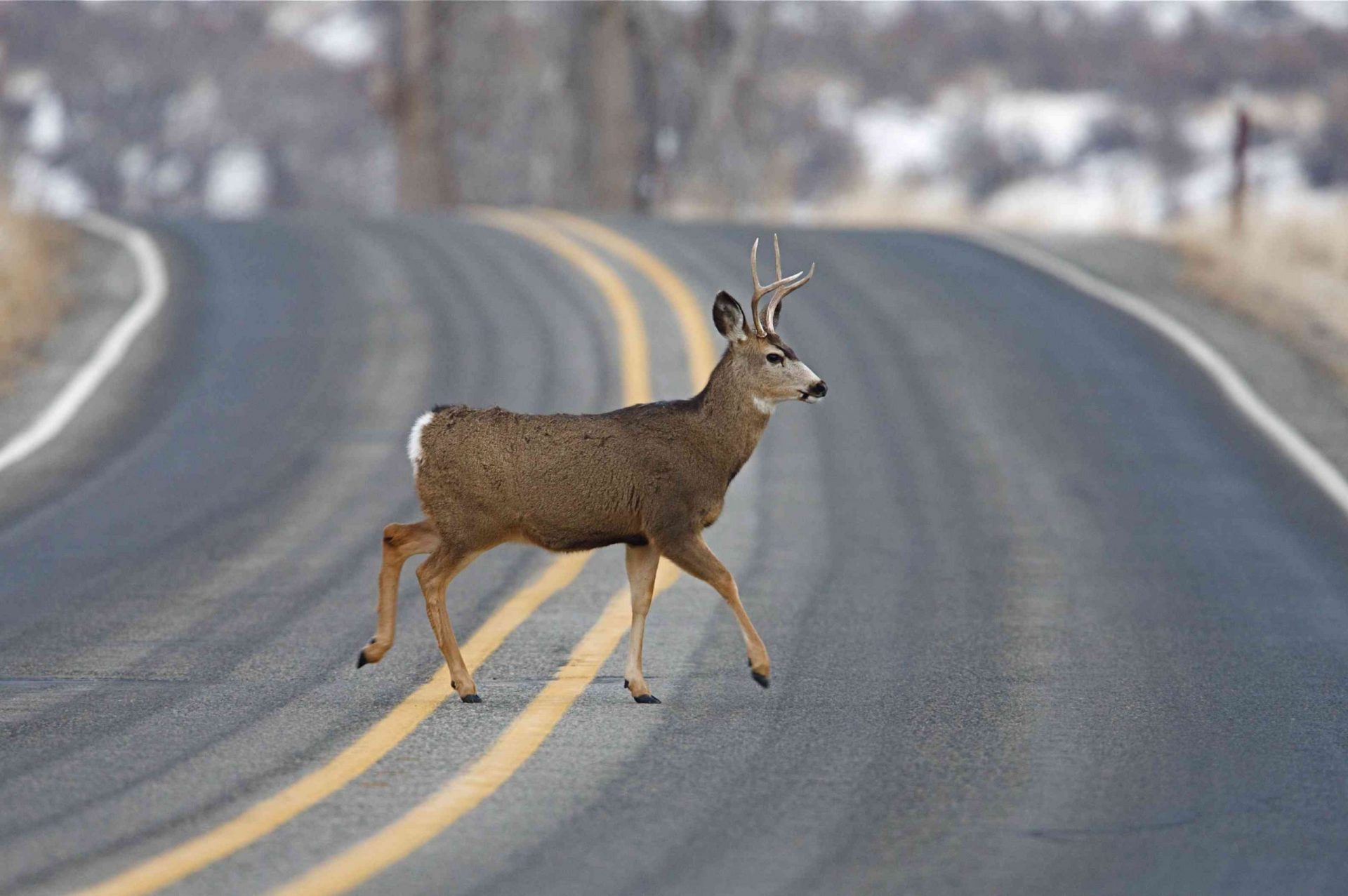 Un ciervo cornudo caminando por una carretera