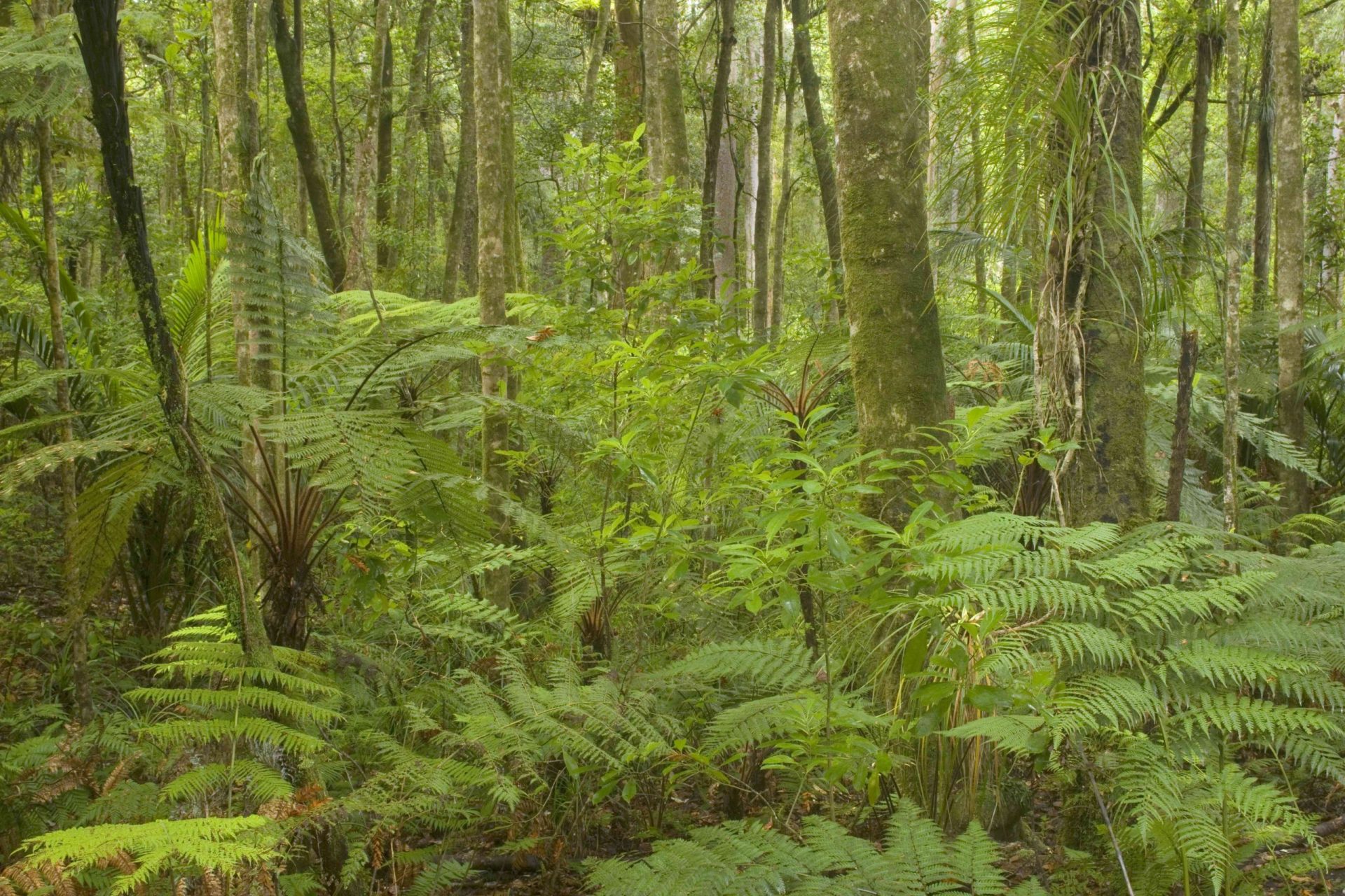 helechos en un bosque de kauri en Nueva Zelanda
