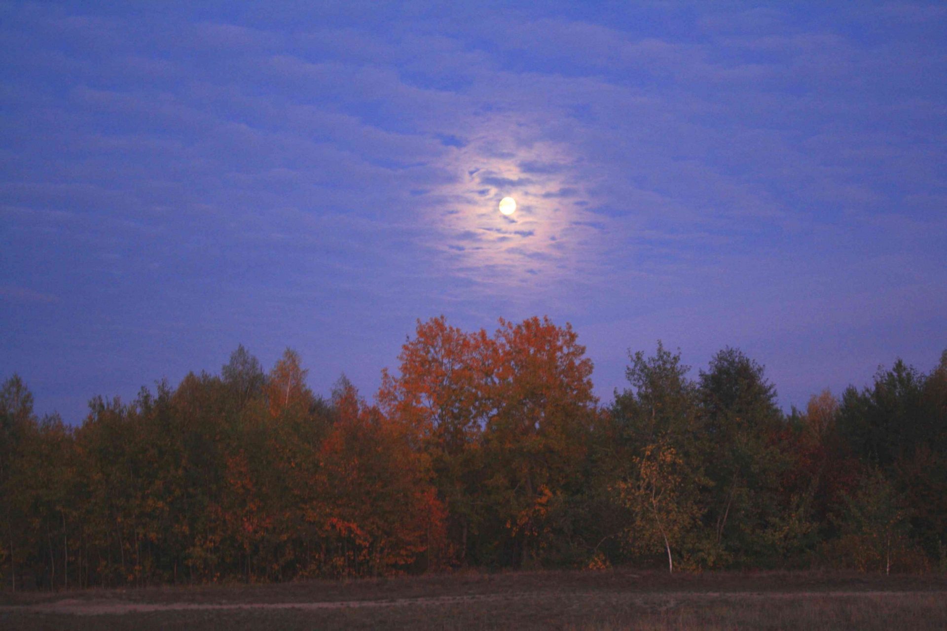 color otoñal en los árboles con la luna brillando encima