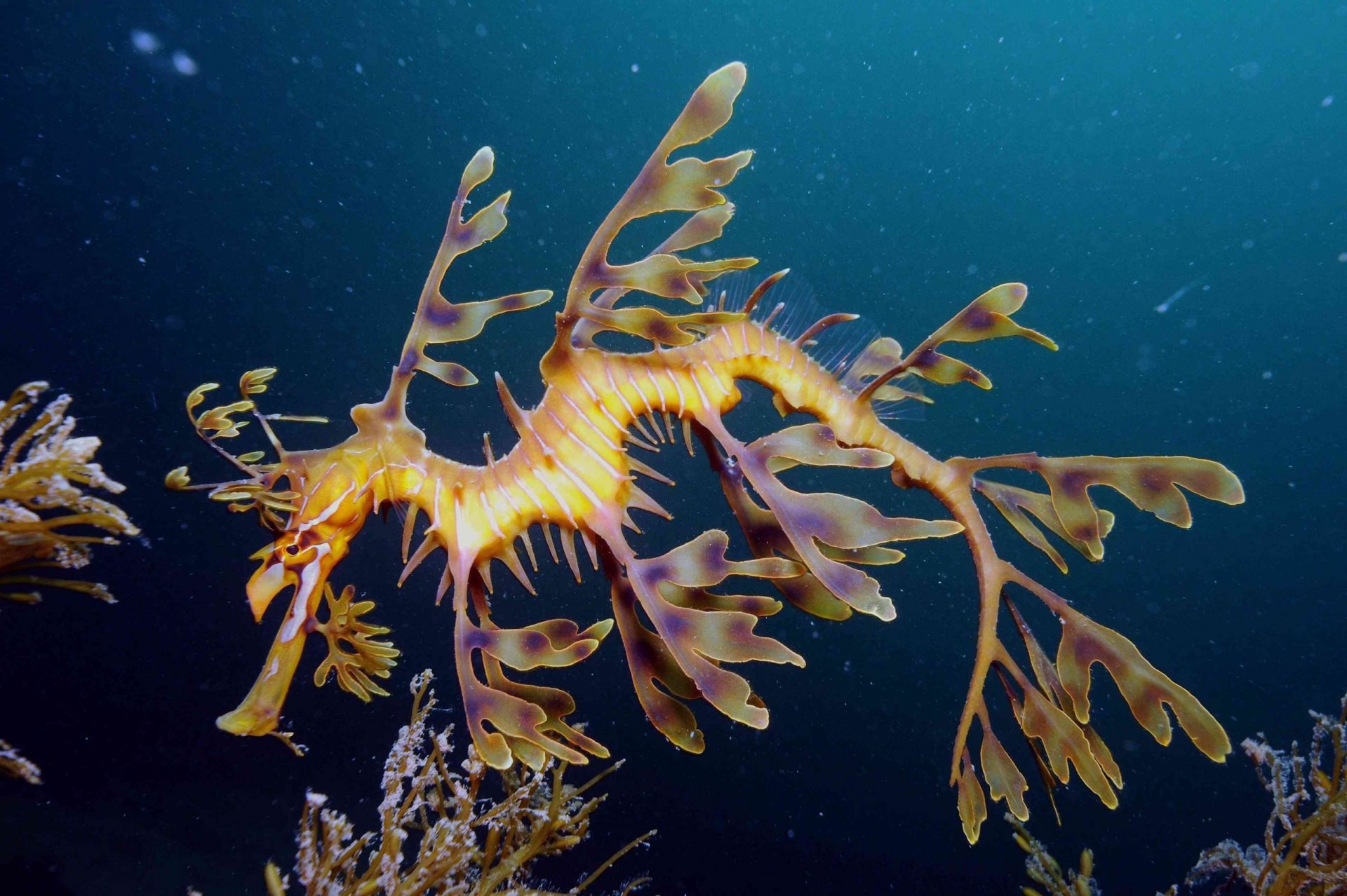 dragón marino de hojas amarillas y marrones flotando alrededor de las algas