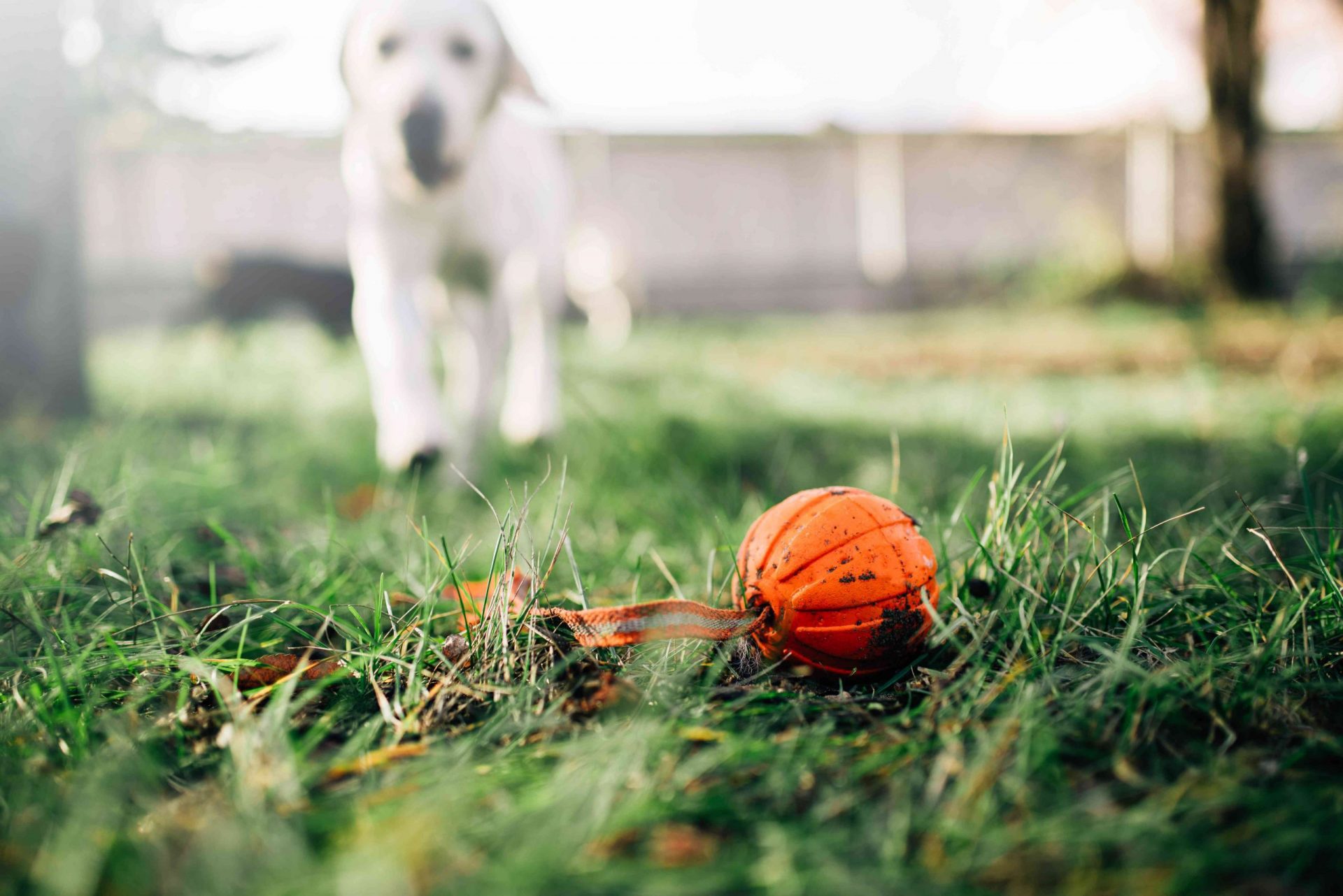 el perro encuentra la pelota