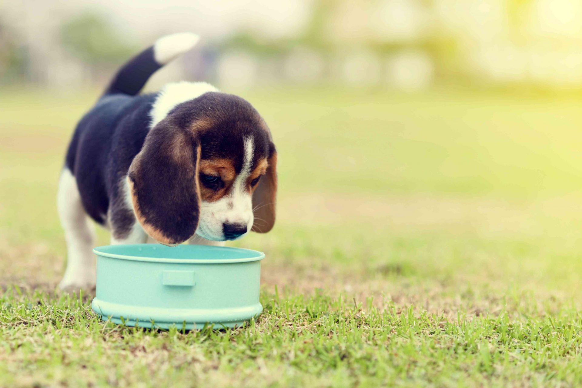 cachorro comiendo en la hierba